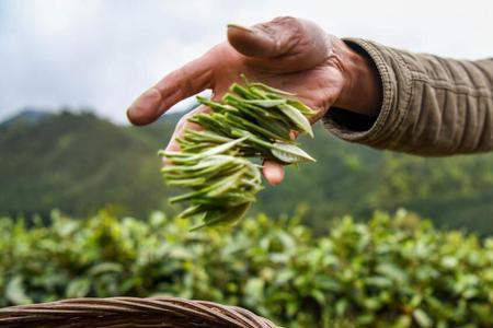 茶树好养吗