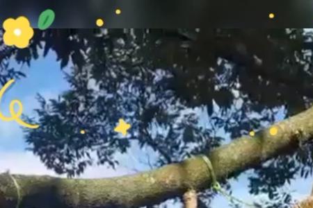 摘榴莲为什么不用绳子