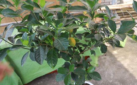 地栽栀子花黄叶落叶怎么办