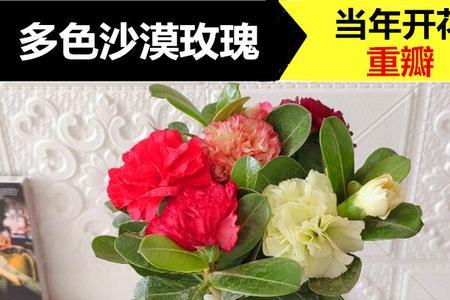沙漠玫瑰三年苗与五年的区别
