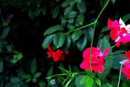 早上1点开什么花