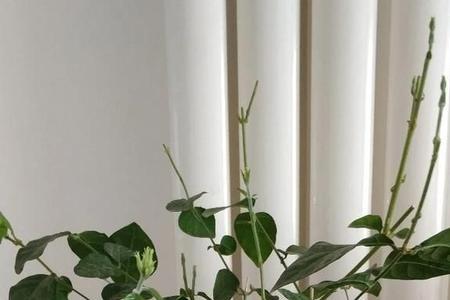 茉莉不修剪能长成树吗