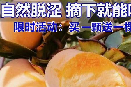 毛柿子的种植技术
