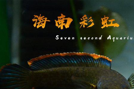 彩虹雷龙怎么养才不怕人