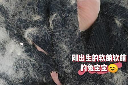 兔子生了宝宝怎么喂养