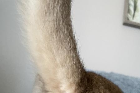 几个月的小猫能看出长蛋蛋