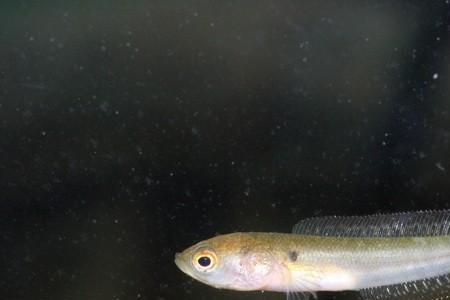 泰国线鳢和七星鱼区别