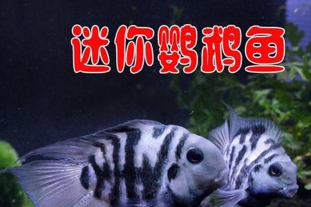 三湖慈鲷和鹦鹉鱼哪个好养