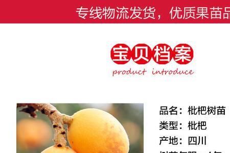 天龙枇杷哪里采集