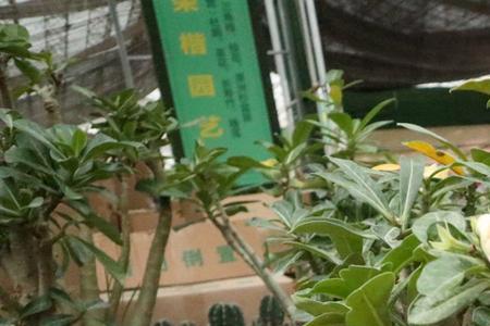 沙漠玫瑰用河沙好还是珍珠岩好
