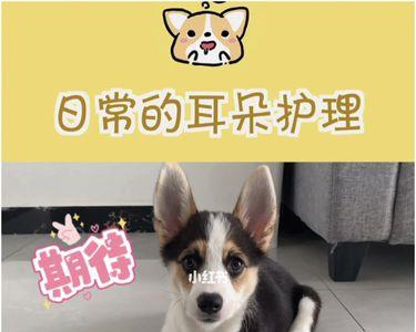 为什么狗的耳朵一吹就动