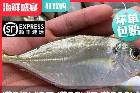 湛江的黄尾鱼学名叫什么