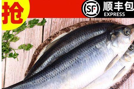 东北青鱼和沙丁鱼区别