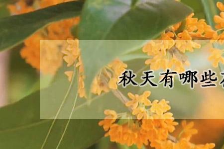 秋天什么开花了