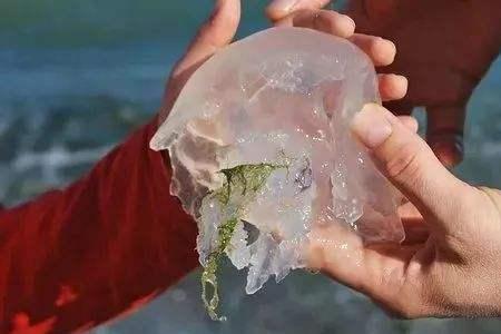 海蜇可以泡一夜吗