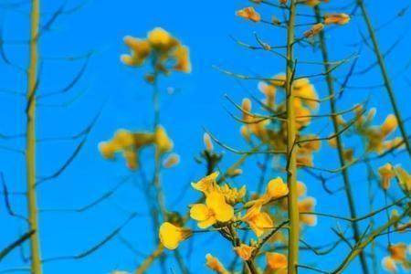 油菜花和凤仙花的区别