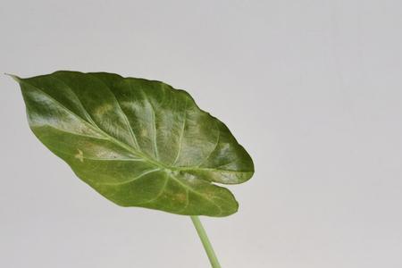 富贵盾牌海芋开花吗