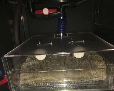 鱼缸干湿分离有虫子