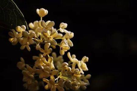 桂花为什么叫广寒仙