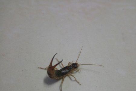 蛐螋是害虫还是益虫