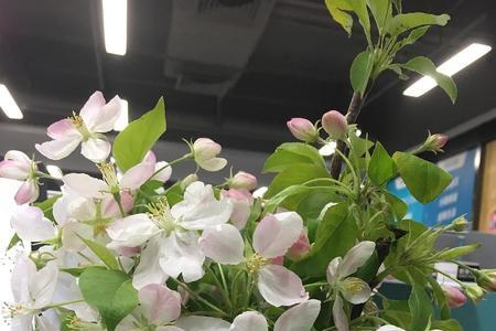 海棠花插瓶子里面能活多久