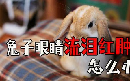 兔子的眼睛能不能吃