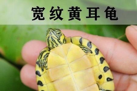 火焰龟东锦龟黄耳龟哪个好看
