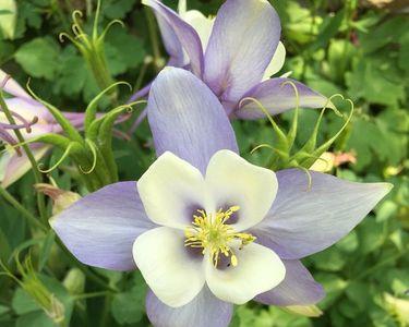纯洁的小白花是什么意思