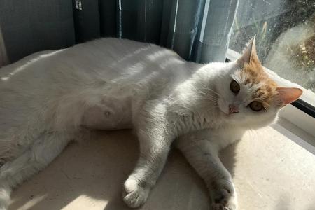单独一只母猫会自己怀孕吗