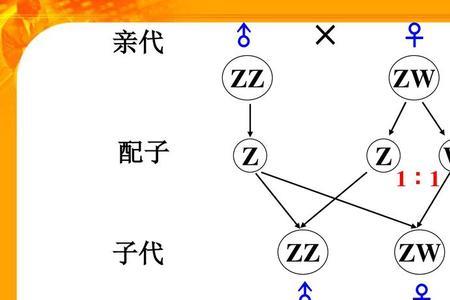 配子为什么雌雄相等