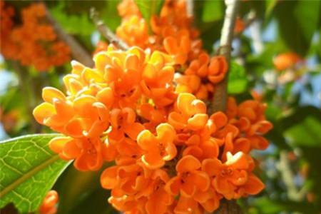 金玉满堂桂花什么时候开花