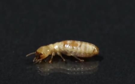 抓到白蚁王后怎么处理