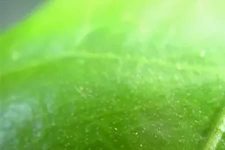 木虱怕水吗