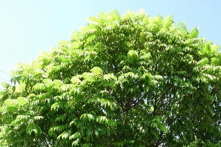 人面子树的优缺点
