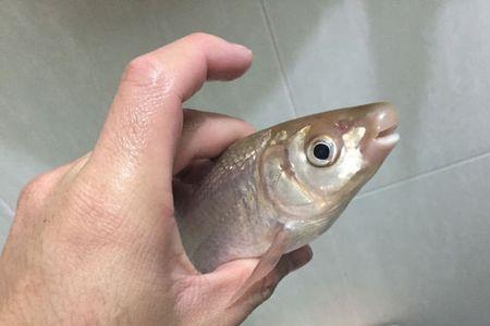 东北红翅子鱼学名叫啥