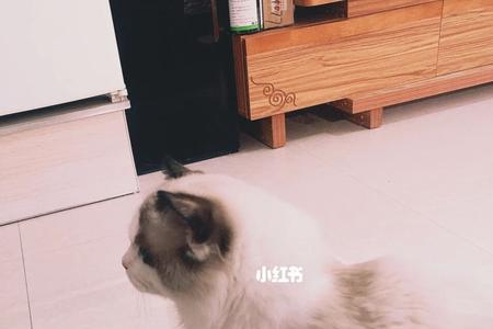 形容猫毛绒绒还是毛茸茸