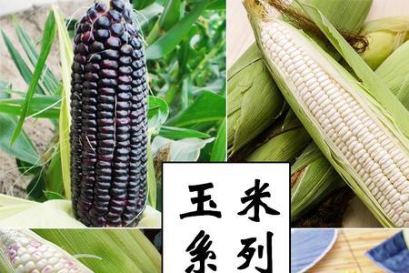 铁研388是转基因玉米品种吗