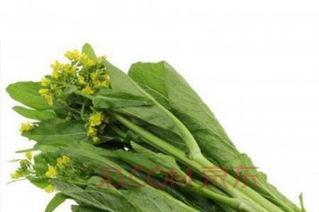 广东菜苔为什么那么好吃