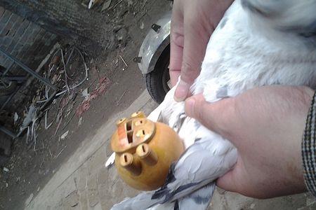 风哨和八带的区别