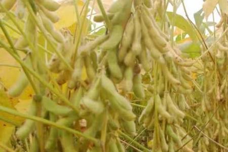 东庆20号大豆产量多少