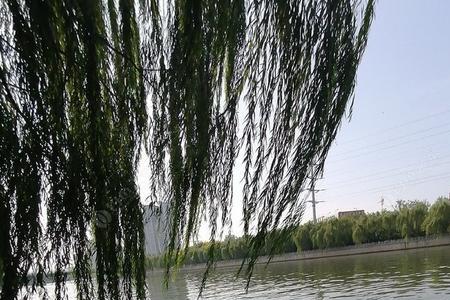 春天西北风为什么不好钓鱼