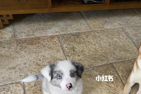 边牧犬和柴犬谁大一些