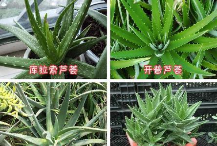 木立芦荟可以鲜食吗