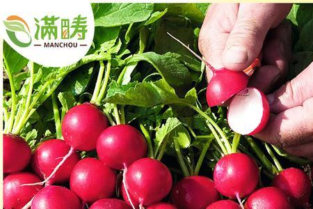 洋花萝卜什么时候栽种