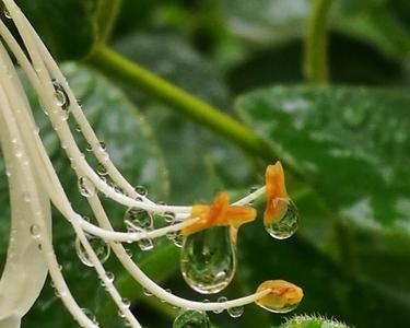 雨声淅沥的意思