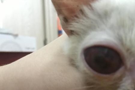 小猫眼睛红肿是怎么回事
