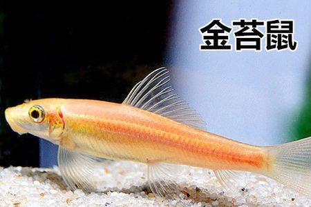 青苔鼠吃什么