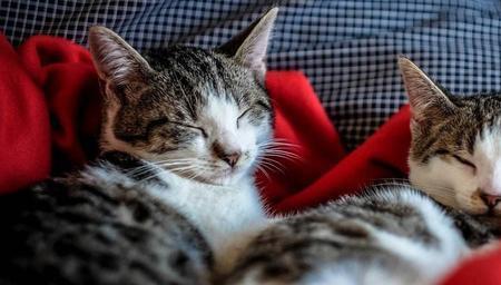 温度九度猫咪怕冷吗