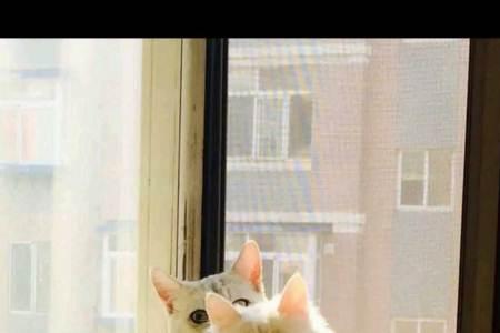 狮子猫都是大尾巴吗