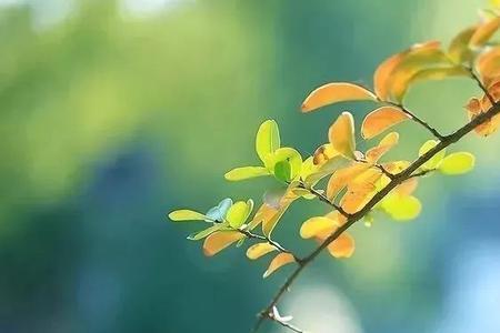 平和的意思